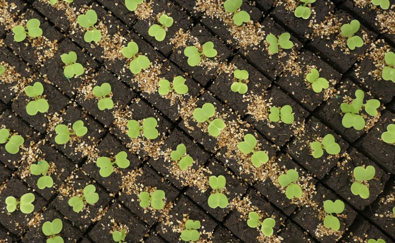 Einsatz von Kultursubstraten im Gartenbau