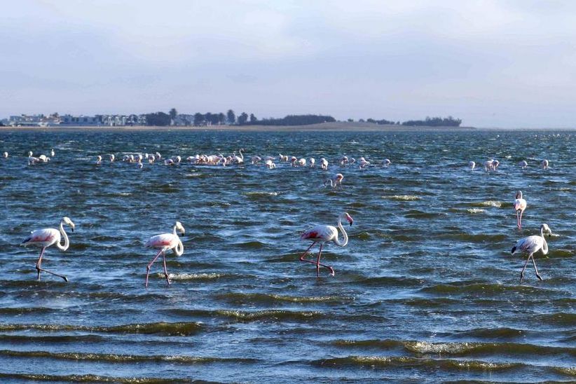 Flamingos an der Küste von Walfis Bay.