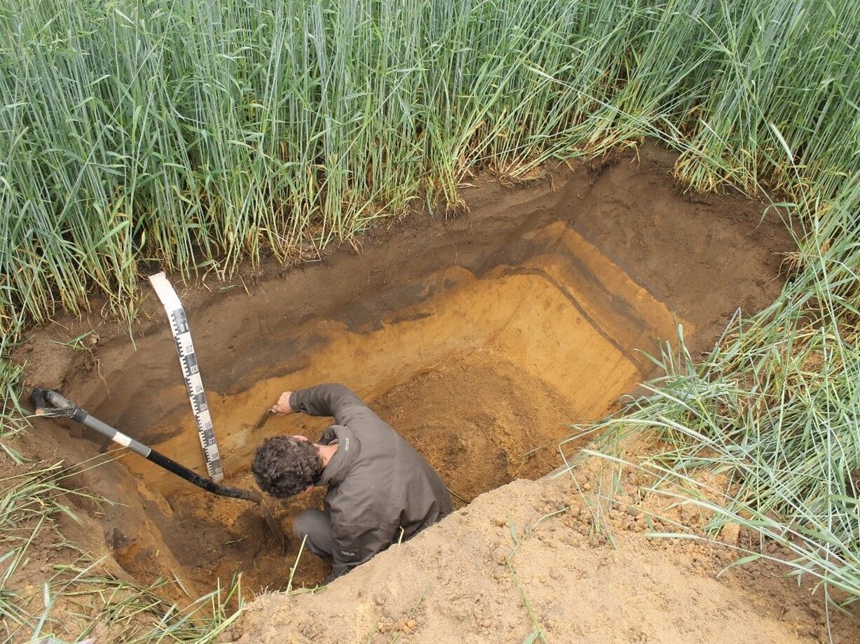 Beprobung in einem Bodenprofil in einem Getreidefeld