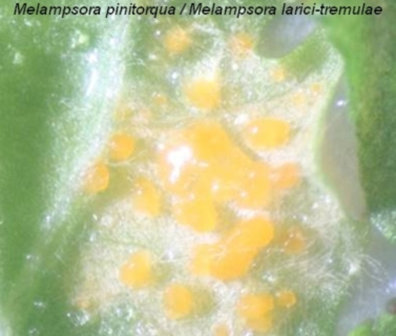 [Translate to English:] Melampsora pinitorqua / Melampsora larici-tremulae