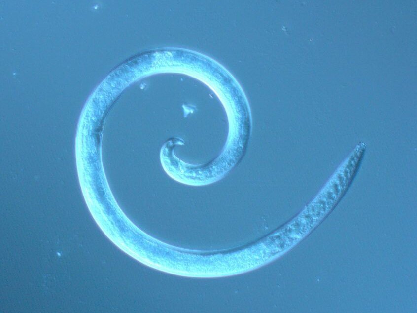 Fadenwürmer oder Nematoden