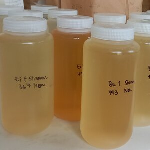 Niederschlagsproben zur Untersuchung der genetischen Vielfalt von Wirbellosen und Pilzen in Baumkronen auf der Intensivmonitoringfläche Britz