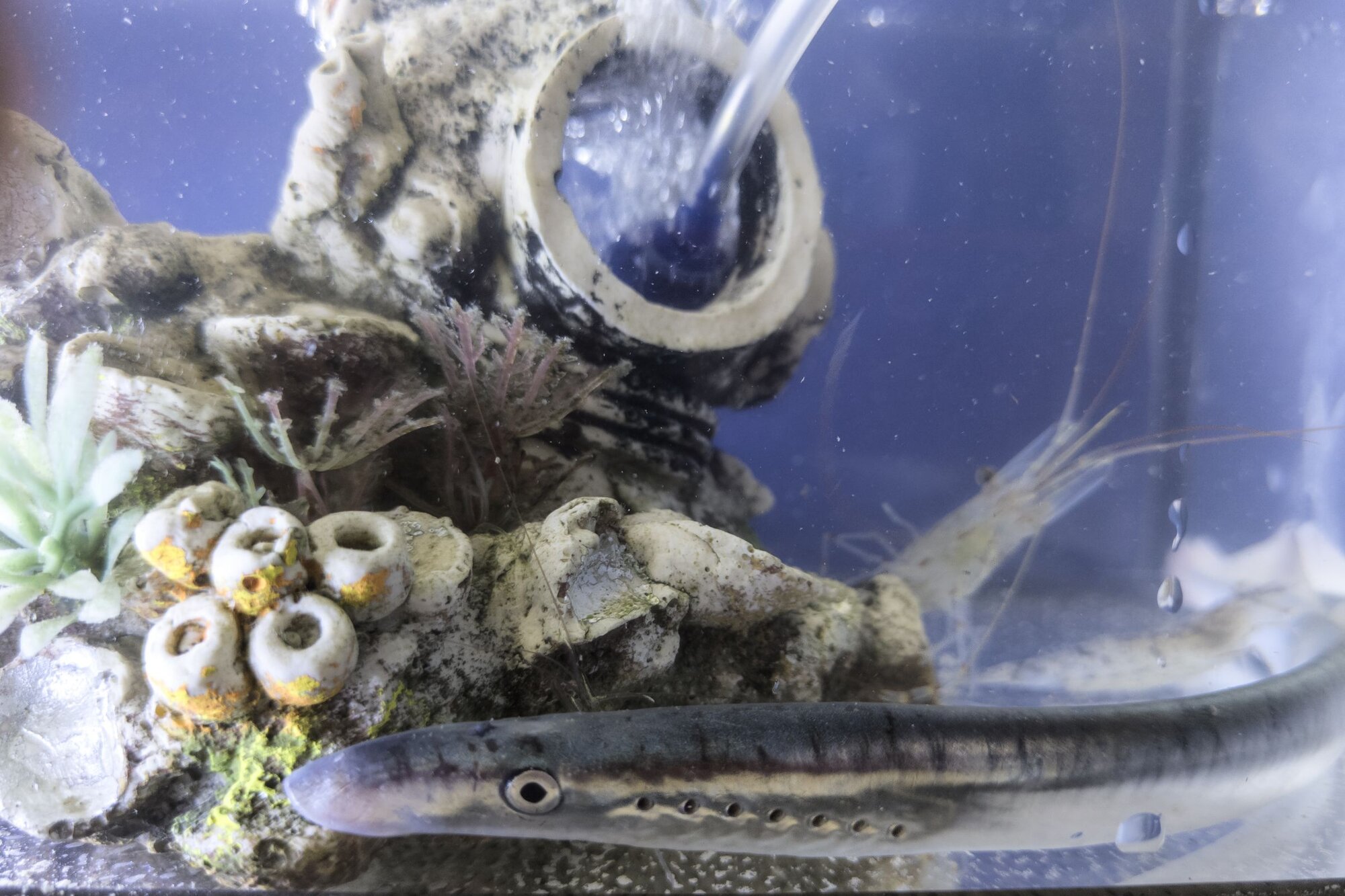 Neunauge Ein Aal ähnlicher Fisch, dessen Kiemen aussehen wie schwarze Punkt, die man früher für Augen gehalten hat.