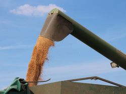Weizen, Mais und Co: Es wird teurer