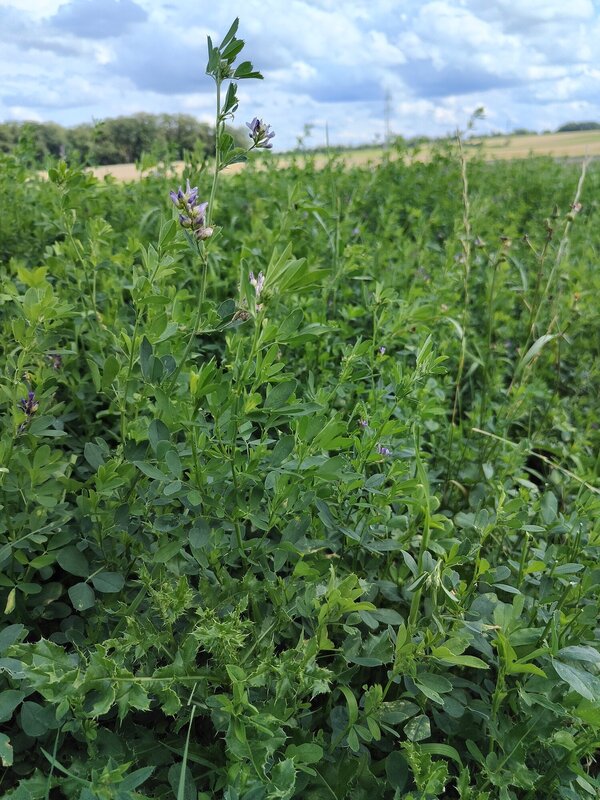 Alfalfa is also known as the “queen of catch crops.”
