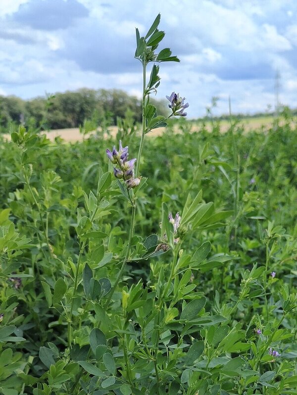 Alfalfa is also known as the “queen of catch crops.” 