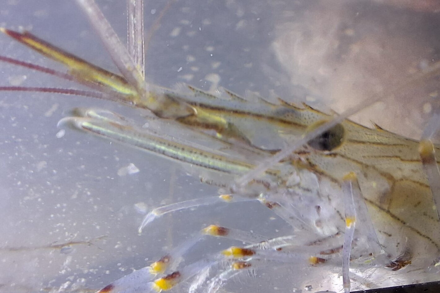 Nahaufnahme einer Äsopgarnele In der Nahaufnahme ist das Horn mit Sägezähnchen gut zu sehen.