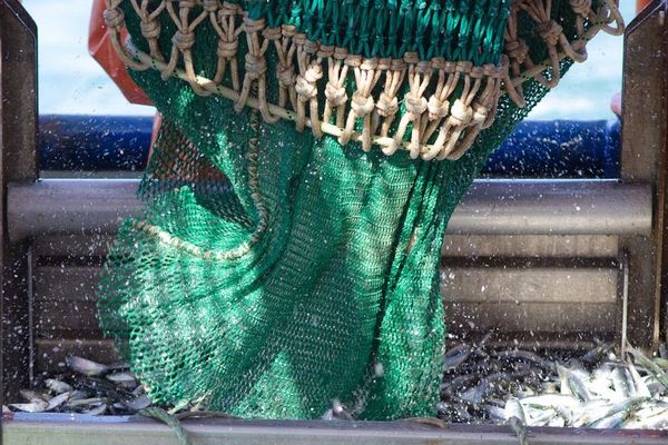 Der Fisch aus dem Netz wird in die sogenannte Hock entleert, welche über ein Förderband direkt mit dem Labor verbunden ist
