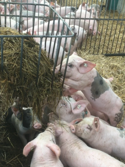 Schweine fressen Silage aus einer Raufe