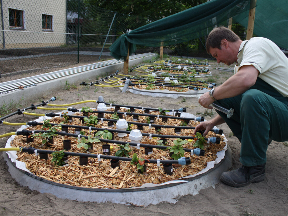 Arbeit an den mit jungen Buchen bepflanzten Lysimetern Arbeit an den mit jungen Buchen bepflanzten Lysimetern