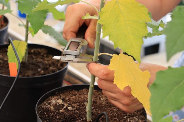 A poplar tree grows in a plant pot. The shoot is held by one hand. The other hand is holding a caliper to measure the diameter of the tree shoot.