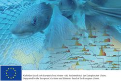 Processing of German fisheries data for use in stock assessment of commercially used stocks in the Baltic Sea