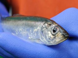 Der Hering – zweimal hintereinander Fisch des Jahres