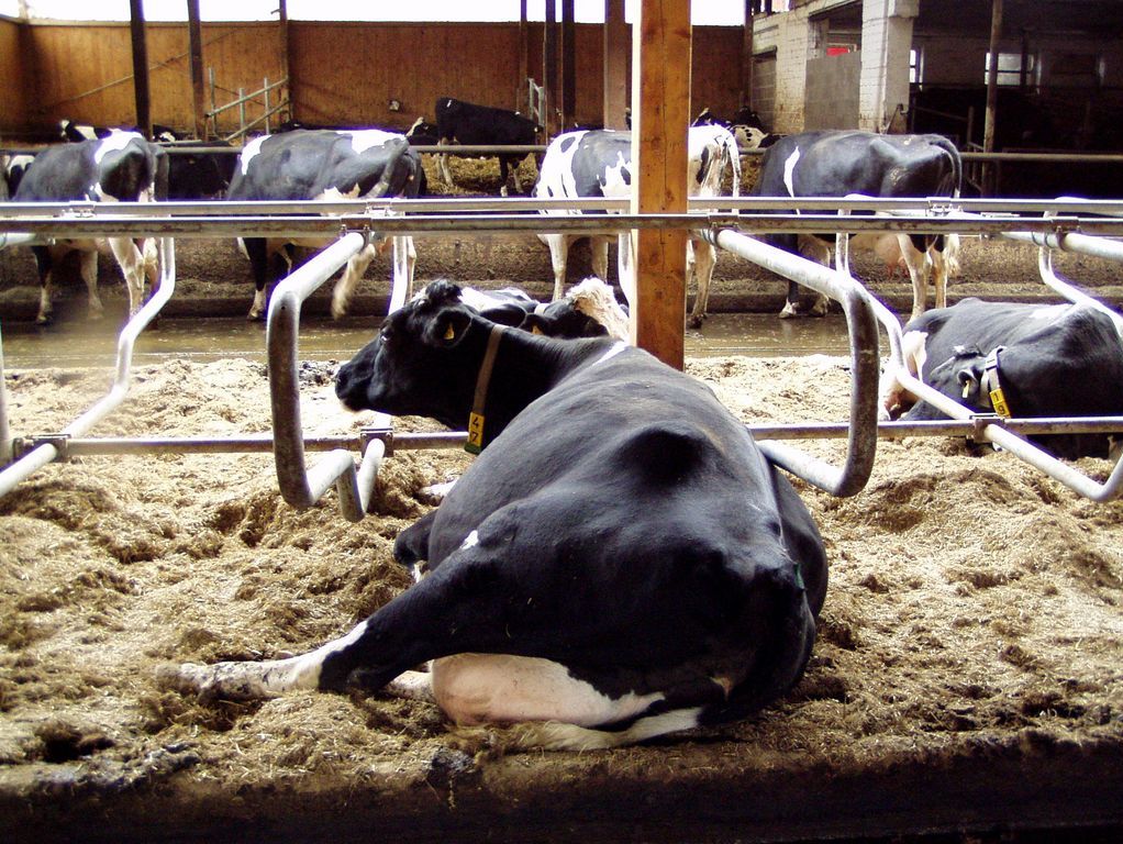 Eine Kuh liegt auf Stroh im Stall und ruht sich aus, im Hintergrund fressende Tier