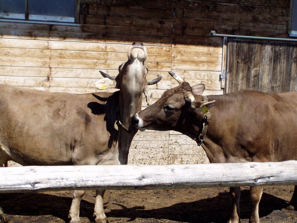 Zwei Kühe belecken sich