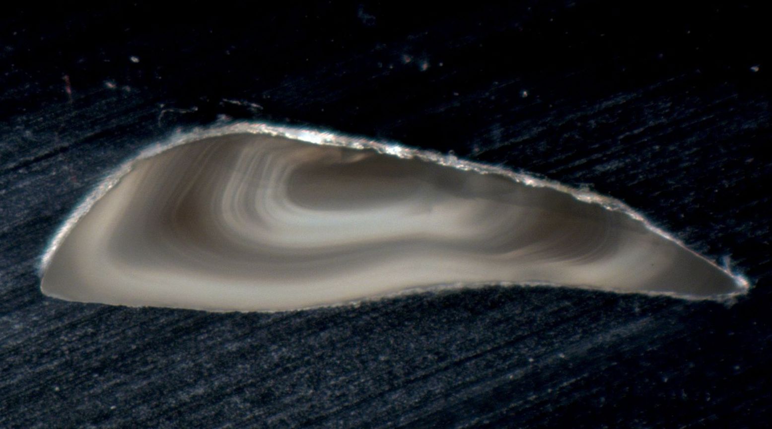 Thin slice, cod otolith from cormorant spit balls. Stomach acid has etched the surface, but ring structure is still very recognizable. † November 2019, two bright summer rings, age: one