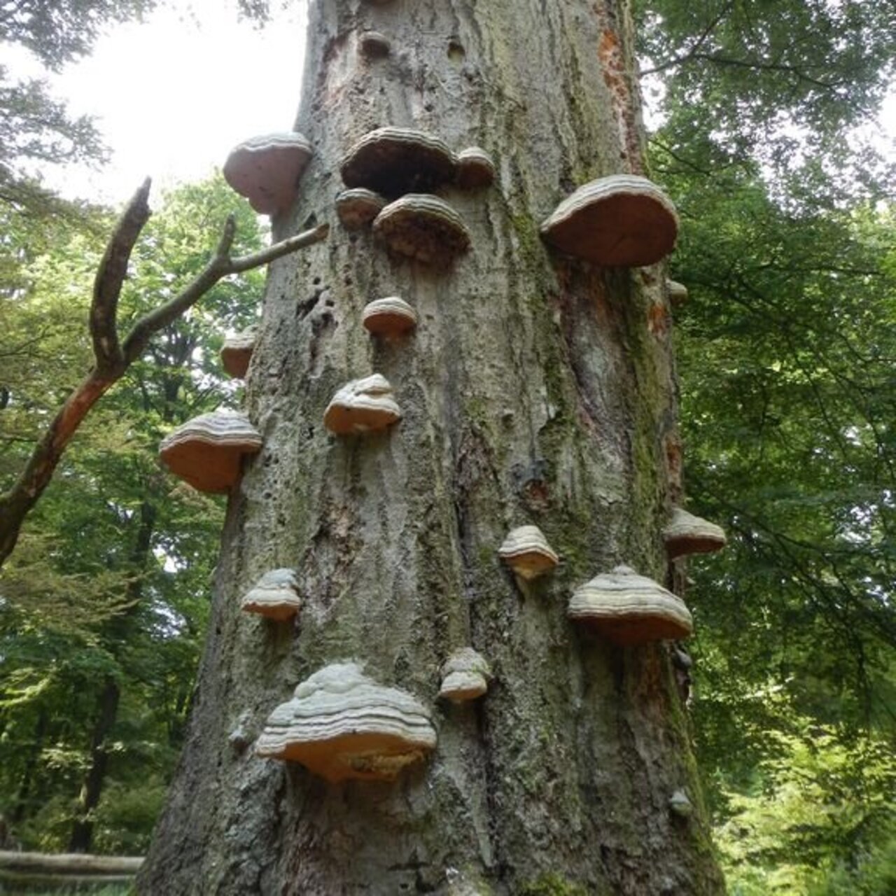 Leben an stehendem Totholz