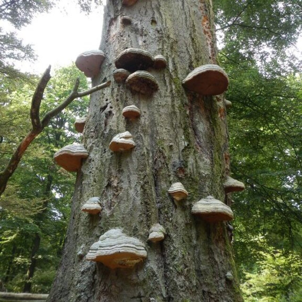 Living on standing dead wood