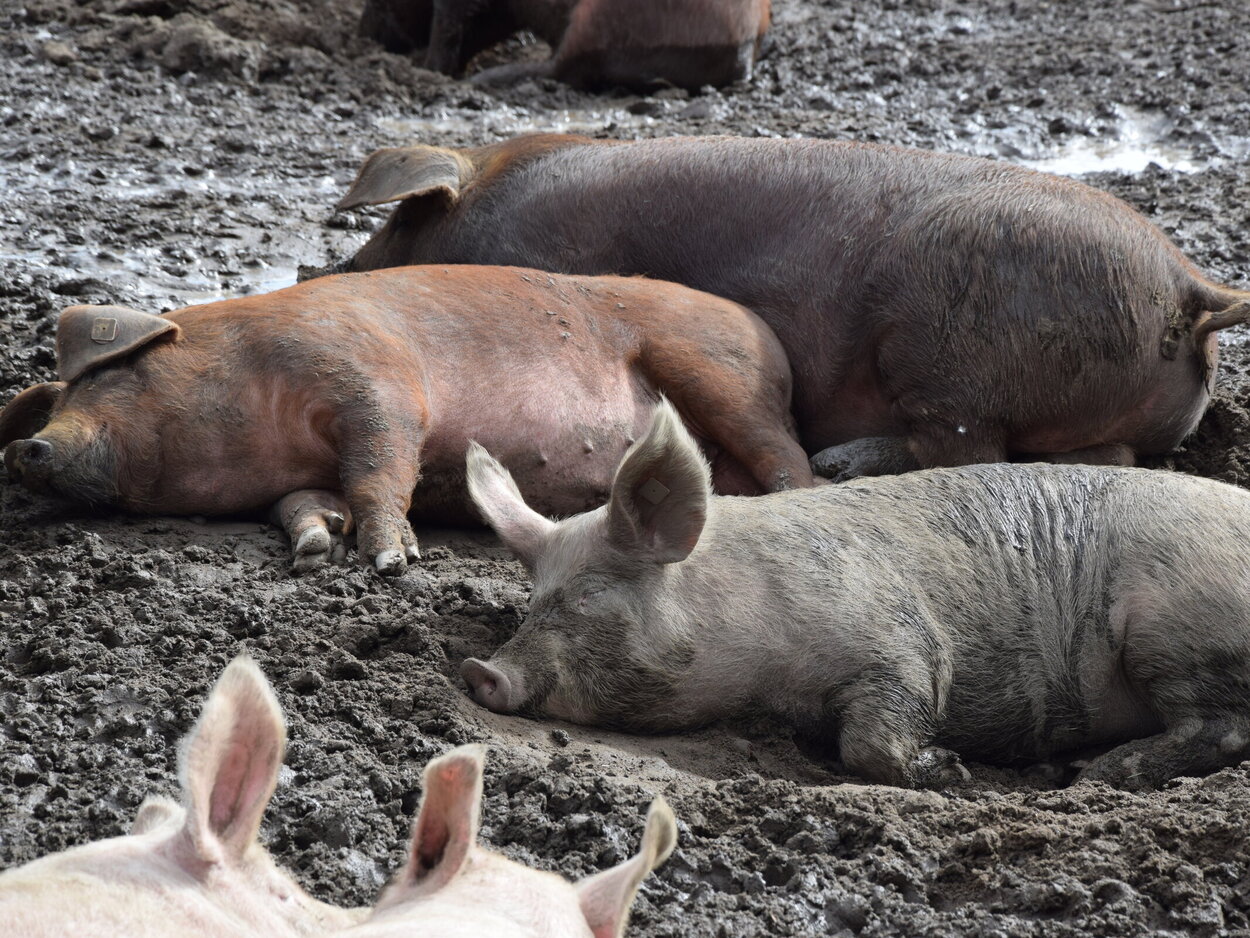 Graue und braune Schweine liegen im Schlamm.