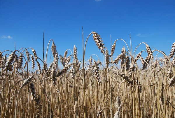 Wheat ears on the field