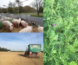 Winter vetch as preceding crop to maize and as silage for pigs