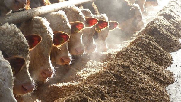 Simmental bulls with corn silage