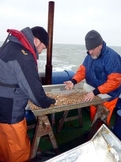 Optimised brown shrimp fishery (CRANNET)
