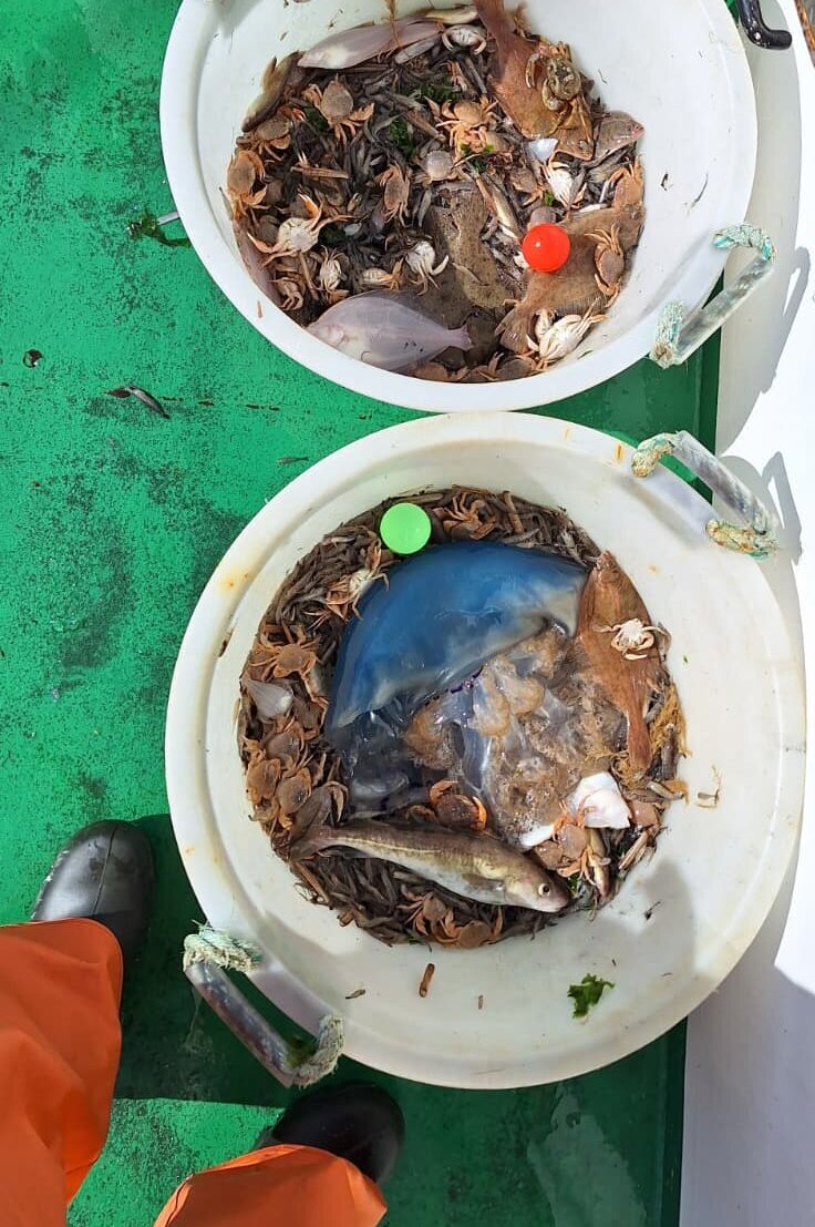 Eine Wurzelmundqualle (Rhizostoma pulmo) im Beifang.