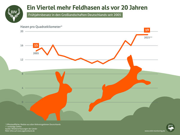 There are a quarter more hares than there were 20 years ago. The population has risen from 15 to 19 hares per square kilometre.
