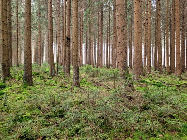 [Translate to English:] Spruce stand on drained peatland, which is not recognizable as such. Wildenkiel in Lower Saxony. 