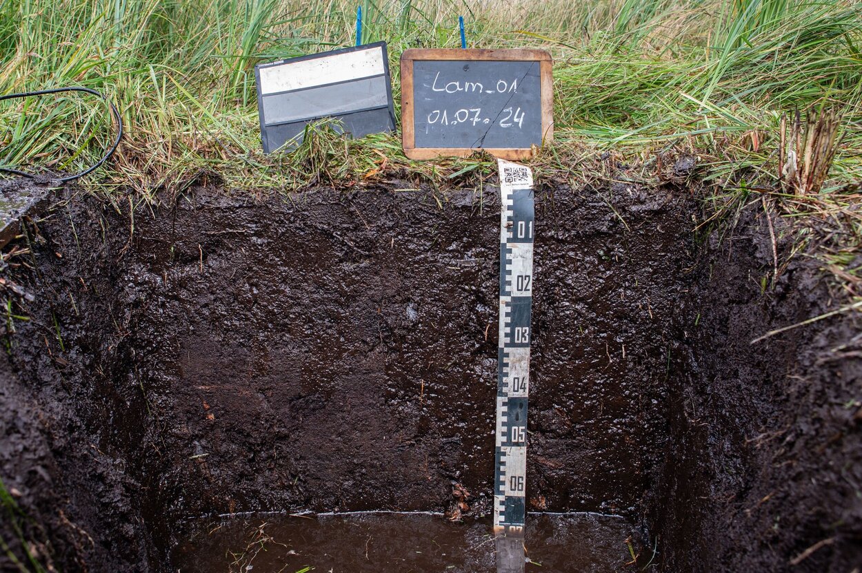 Moorboden im Profil aufgenommen