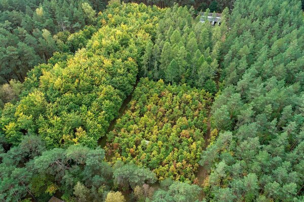 Drohnenaufnahme der Intensivmonitoringfläche Britz. Drohnenaufnahme der Intensivmonitoringfläche Britz.