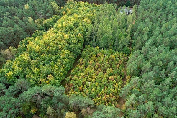 Drone image of the Britz intensive monitoring area