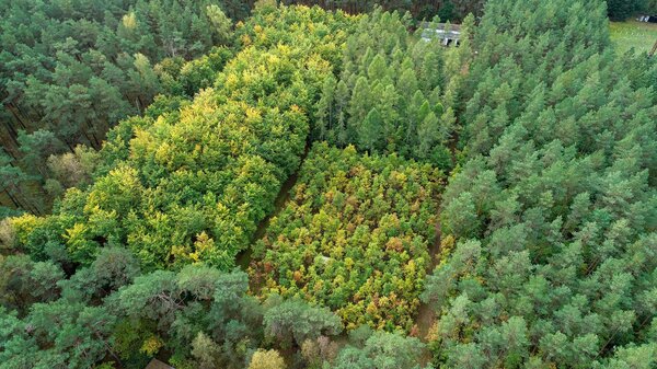 Drone image of the Britz intensive monitoring area.