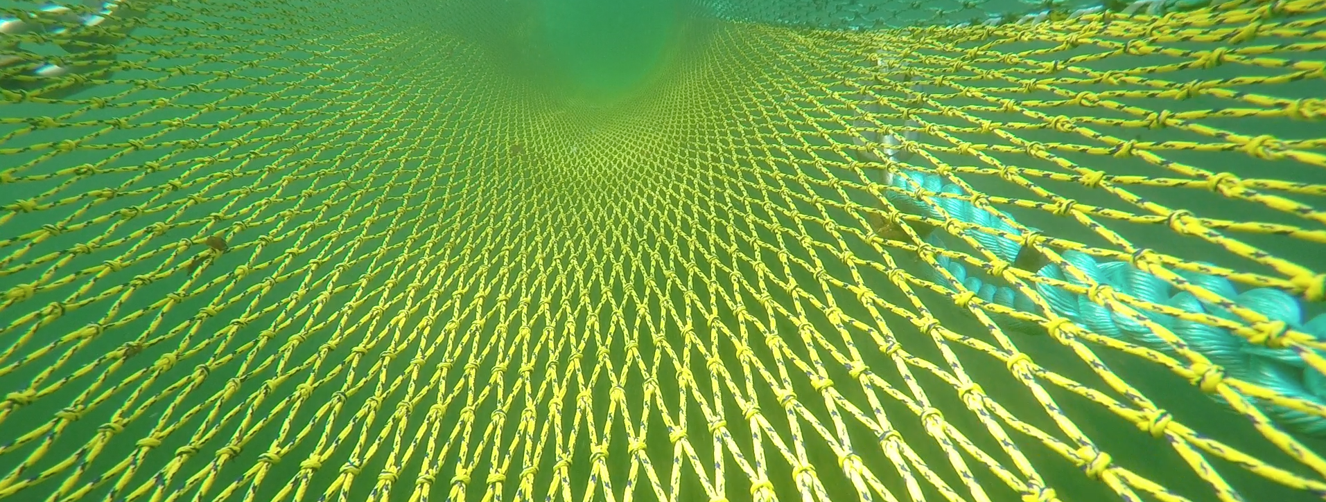A fishing net.