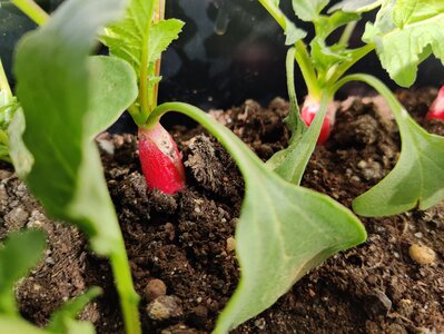 Kleine Pflanzen mit Radieschen in einem Beet