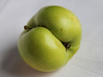 Ein grüner Apfel mit einer tiefen Einkerbung