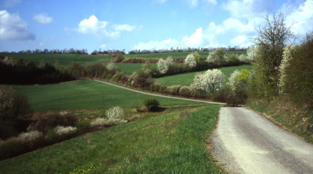Heckenlandschaft in der Eifel