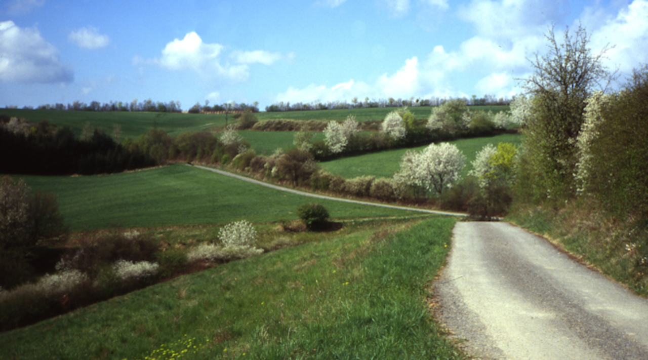 Hedgerow landscape at the Eifel