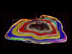 Automated fish age reading and analysis of growth patterns using deep learning