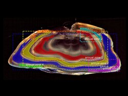 Automatisierte Alterslesung bei Fischen und Analyse von Wachstumsmustern mit Hilfe von Deep Learning