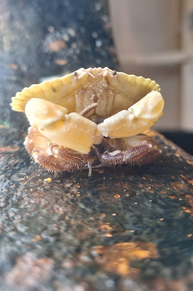 Ein Albino-Taschenkrebs