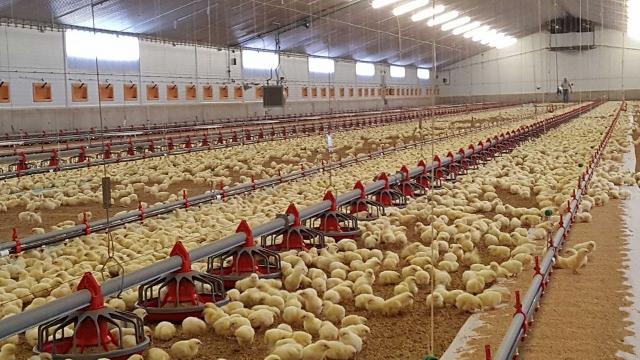 Production systems broiler chicken