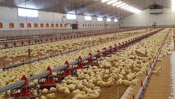 Broiler production systems