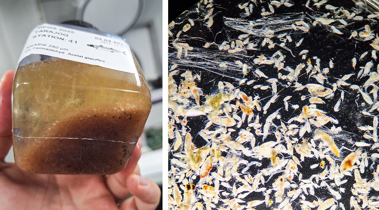 The unprocessed plankton sample in the sample vessel (left) and under the microscope (right)