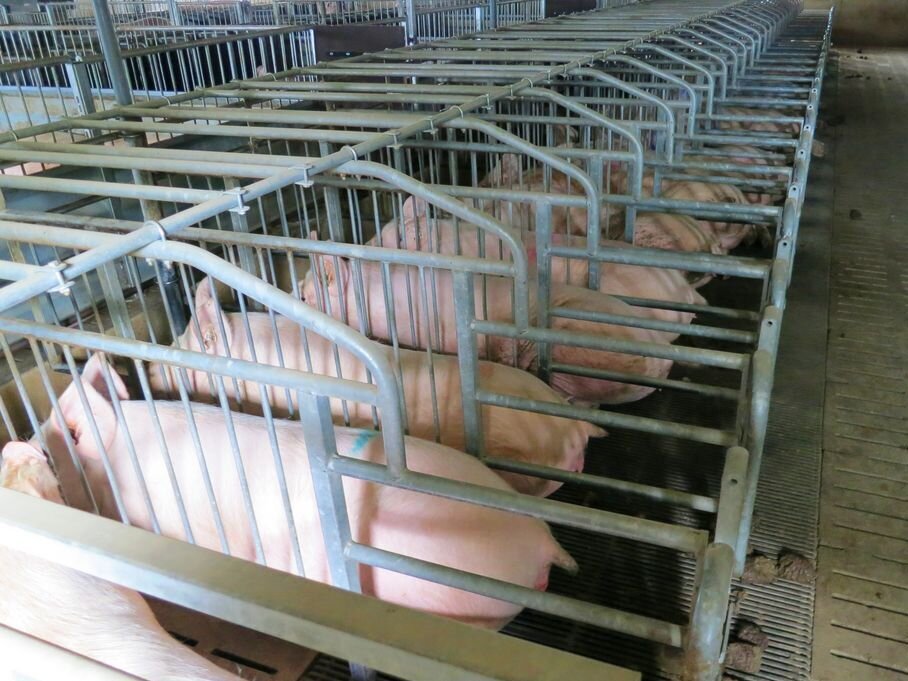 Eine Reihe von engen Boxen in denen die Schweine nur stehen können
