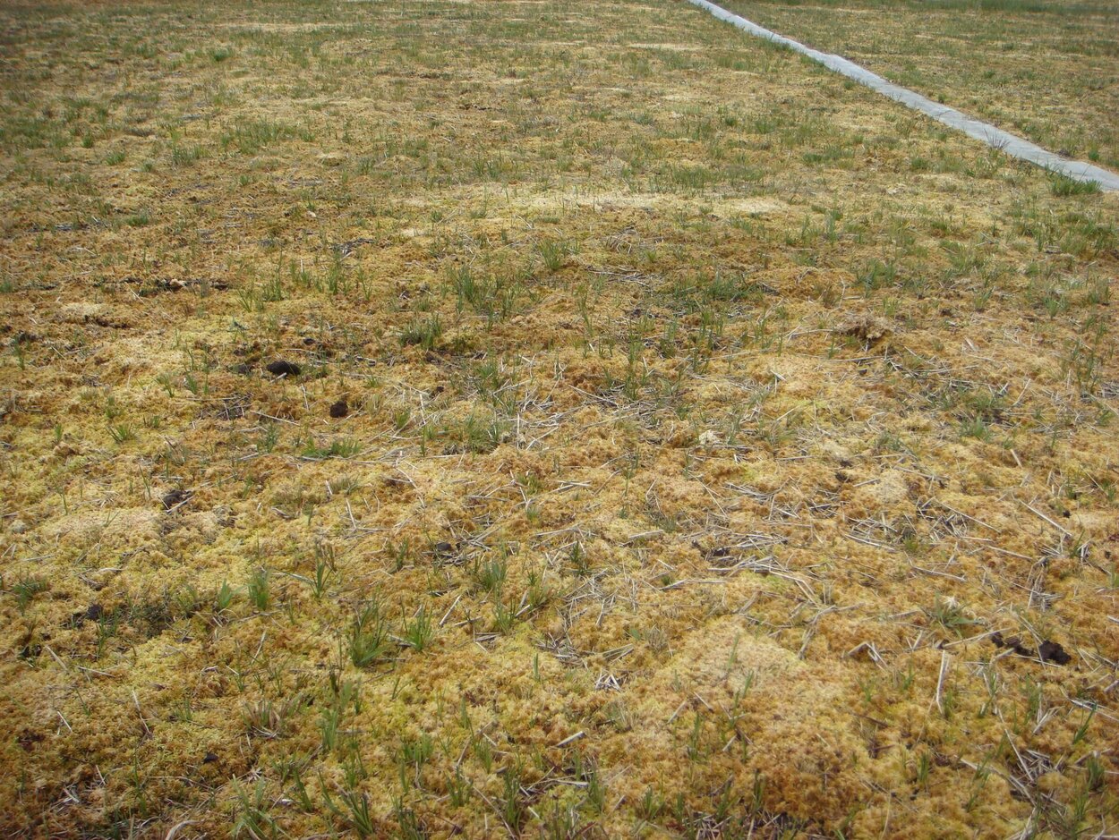 Blick in ein Hochmoor