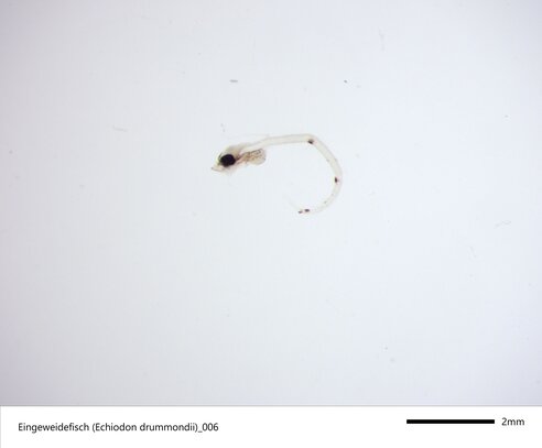 Larva of the visceral fish