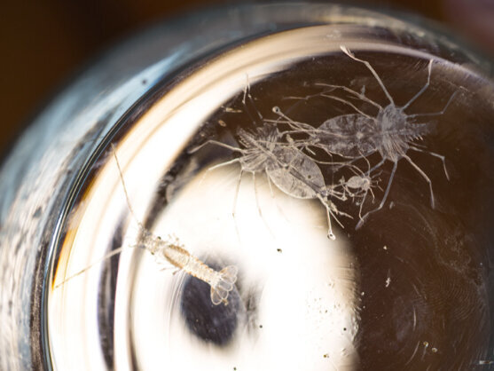 Drei Phyllosoma-Larven (oben rechts) und eine junge, noch durchsichtige Languste.