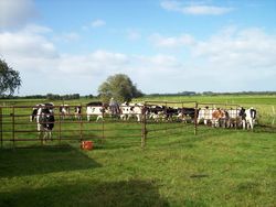 Deworming only for individual animals - testing of thresholds in young cattle